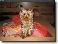 Jork��rsk� terier, Yorkshire Terrier,