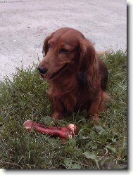 Dachshund
