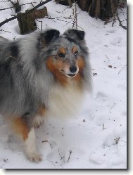 �eltie4