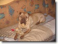 Shar-Pei