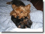 Jork��rsk� terier, Yorkshire Terrier,