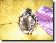 Chinese Crested Dog