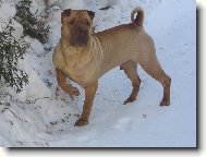Shar-Pei