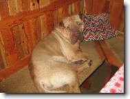 Shar-Pei