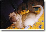 Shar-Pei