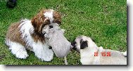 �icu, Shih-Tzu