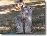 Jork��rsk� terier, Yorkshire Terrier,