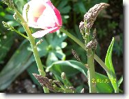 Tulip�n �ern�