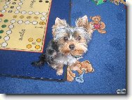 Jork��rsk� terier, Yorkshire Terrier,