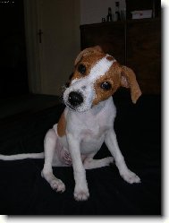 Parson Russel Terrier