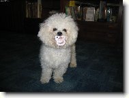 Bichon � poil fris�, Bichon Frise