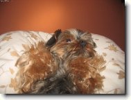 Jork��rsk� terier, Yorkshire Terrier,