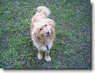 Chinese Crested Dog