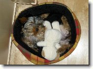 Jork��rsk� terier, Yorkshire Terrier,