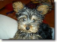 Jork��rsk� terier, Yorkshire Terrier,