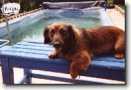 Dachshund
