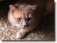 British shorthairs cat