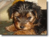 Jork��rsk� terier, Yorkshire Terrier,
