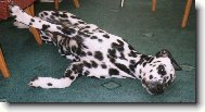Dalmatinac, Dalmatian