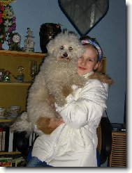 Bichon � poil fris�, Bichon Frise