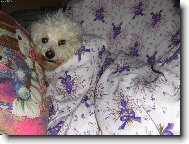 Bichon � poil fris�, Bichon Frise