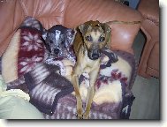 Chinese Crested Dog