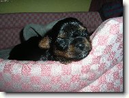 Jork��rsk� terier, Yorkshire Terrier,