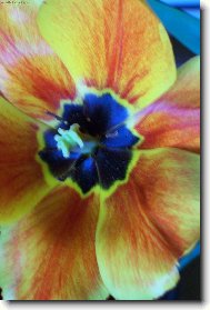 tulip�nov� kv�t.JPG