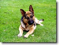 German Shepherd Dog