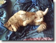 Deutscher spitz - Mittelspitz, German Spitz � Medium size Spitz