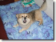 Deutscher spitz - Mittelspitz, German Spitz � Medium size Spitz