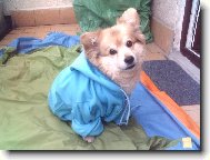 Deutscher spitz - Mittelspitz, German Spitz � Medium size Spitz