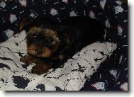 Jork��rsk� terier, Yorkshire Terrier,