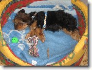 Jork��rsk� terier, Yorkshire Terrier,