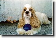 American Cocker Spaniel