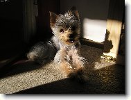 Jork��rsk� terier, Yorkshire Terrier,
