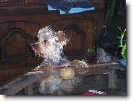 Chinese Crested Dog