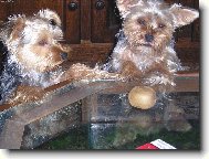 Chinese Crested Dog
