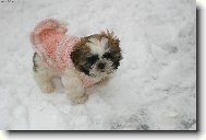�icu, Shih-Tzu