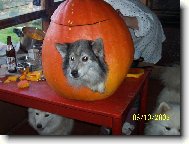 Deutscher spitz - Mittelspitz, German Spitz � Medium size Spitz