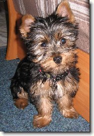 Jork��rsk� terier, Yorkshire Terrier,