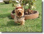 Jork��rsk� terier, Yorkshire Terrier,