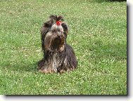 Jork��rsk� terier, Yorkshire Terrier,