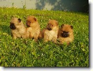 Deutscher spitz - Kleinspitz, German Spitz � Miniature Spitz