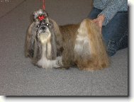 �icu, Shih-Tzu