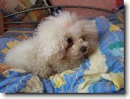 Bichon � poil fris�, Bichon Frise