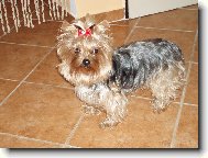 Jork��rsk� terier, Yorkshire Terrier,