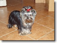 Jork��rsk� terier, Yorkshire Terrier,