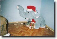 Jork��rsk� terier, Yorkshire Terrier,