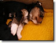 Jork��rsk� terier, Yorkshire Terrier,